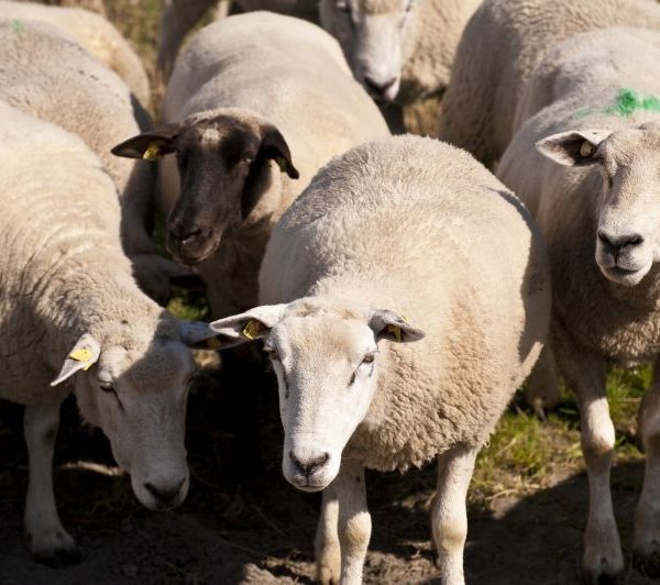 Tæl dine får i søvne uden besvær